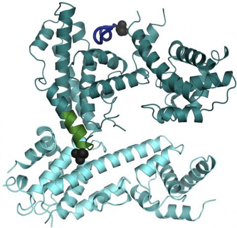 Phosphorylated retinoblastoma tumor supressor protein