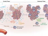 Drawing of macrophages differentiating into M1 and M2 subtypes in pituitary tumors