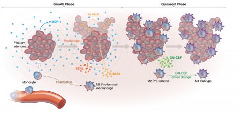 Drawing of macrophages differentiating into M1 and M2 subtypes in pituitary tumors