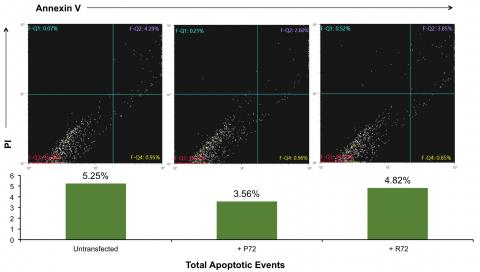 Image: The G variant of p53 polymorphism rs1042522 drives proliferation in pituitary adenoma cells